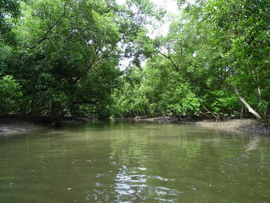 Klong Kone Mangrove Forest